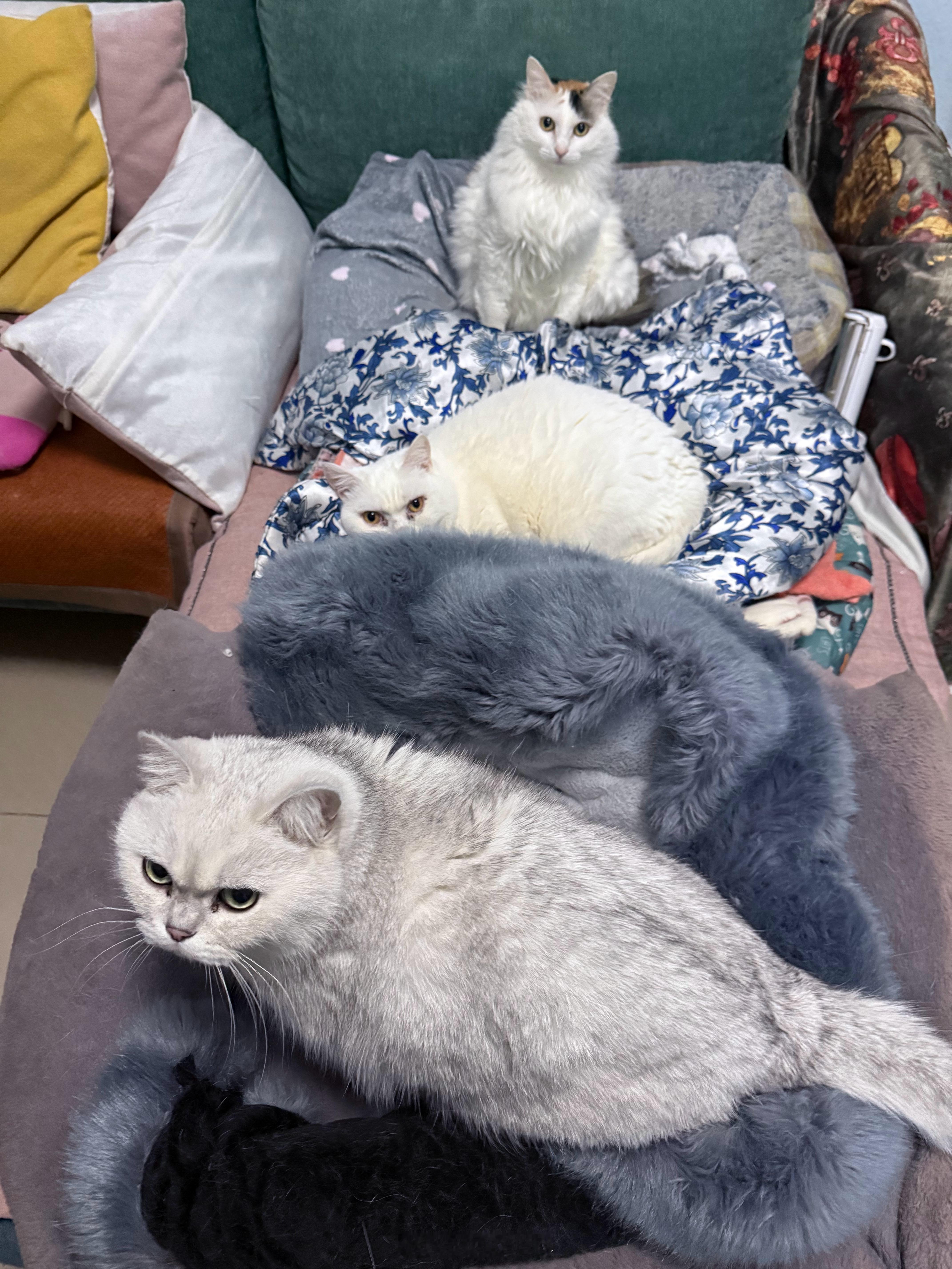 家里的沙发被三只肥佬长期霸占