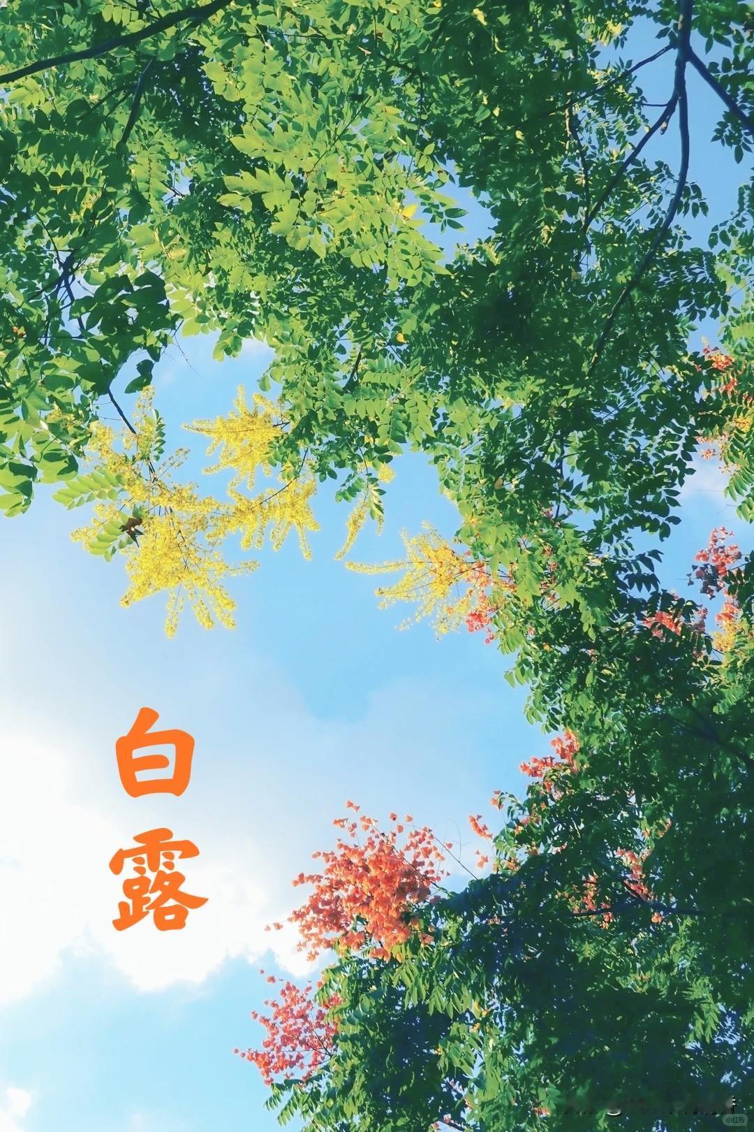老话讲“白露不养阳，一年都白忙”，白露节气养阳做好以下5点：1. 穿衣有度