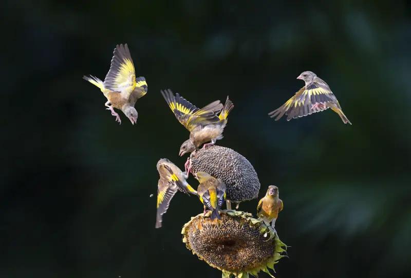 初冬时节，有些人就动了吃飞禽走兽的歪心思，这可严重危害野生动物生存。之前就有不少