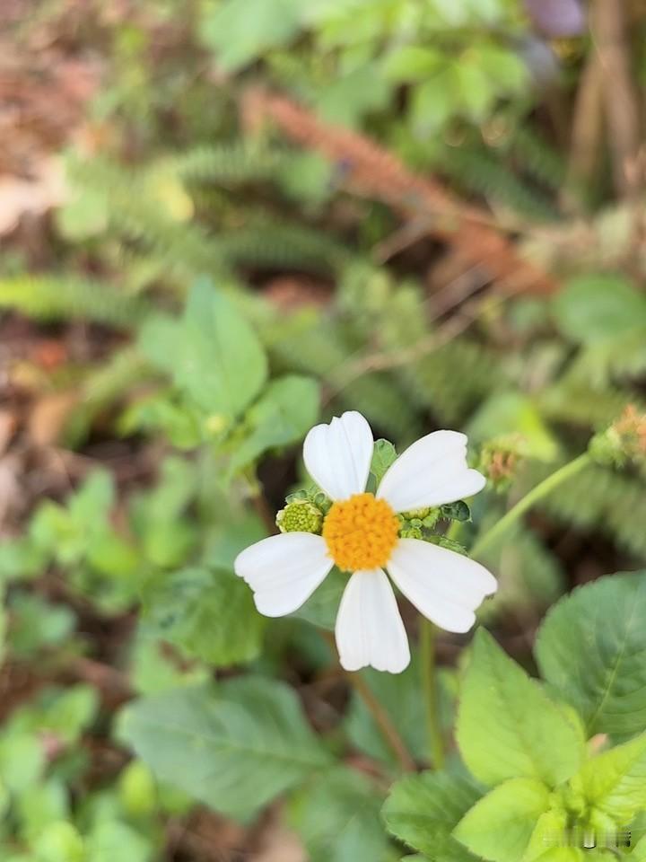 属马人如何安然度过赤马年？2026年（丙午年）被称为“赤马年”，因为天干“丙