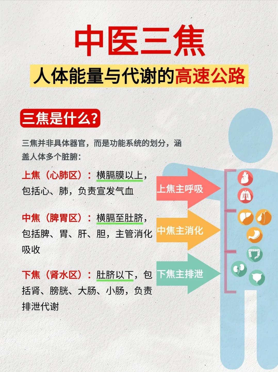 中医三焦，人体能力与代谢的高速公路！