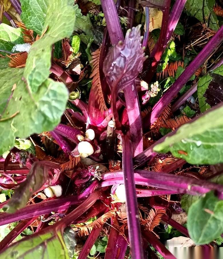 我家菜地，怕不是成了小区共享餐厅的后厨。“姐，你家菜苔长得真好，我掐几根凑个盘