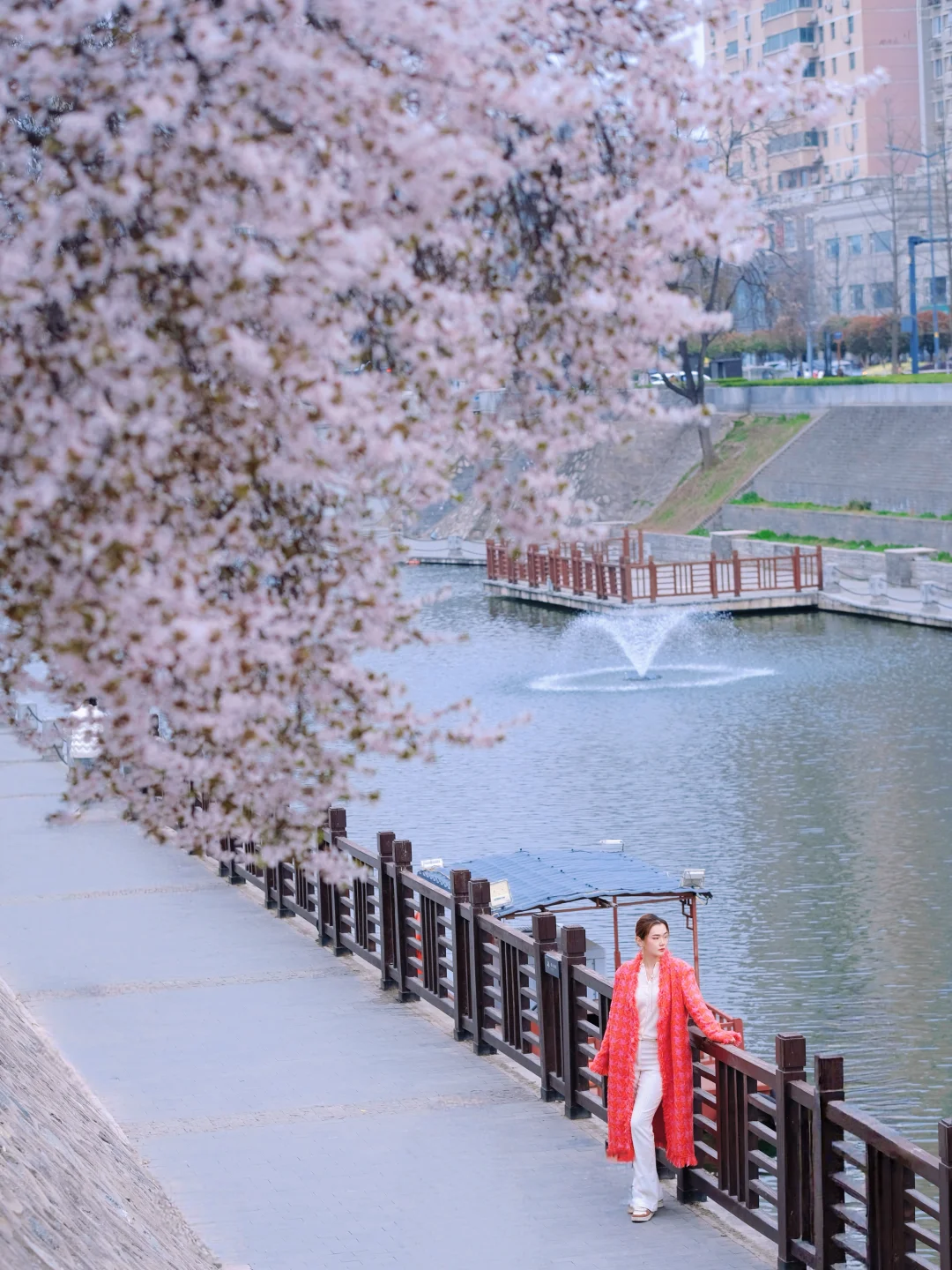 西安春日限定｜护城河的紫叶李太美了！