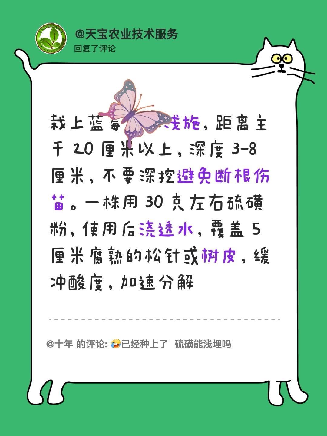 蓝莓栽上后还能施硫磺粉吗？我回复了@十年的评论：栽上蓝莓可以浅施，距离主干