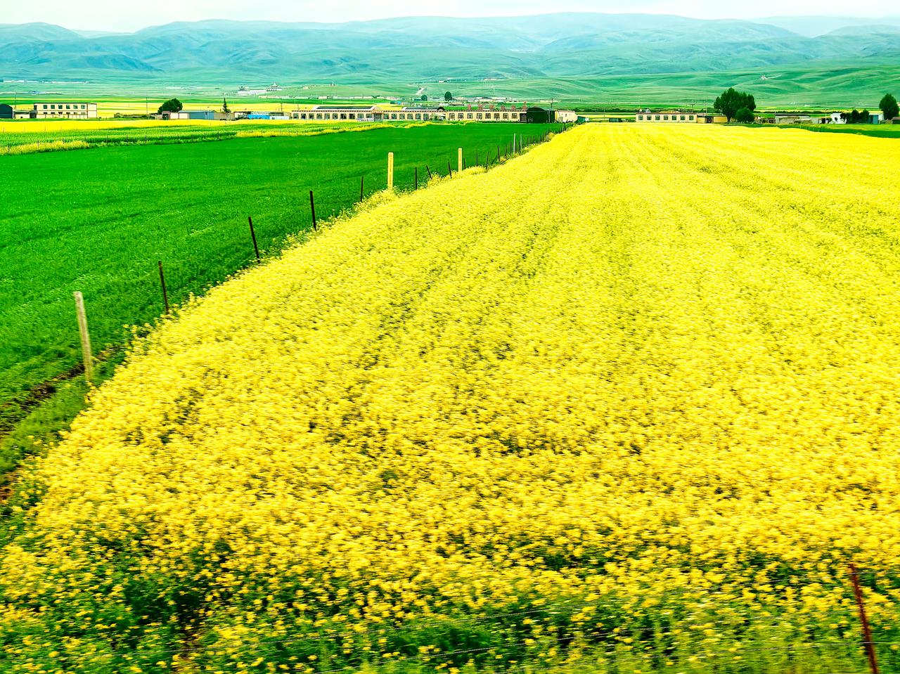 青海门源油菜花铺陈的美丽画卷——7、8月份，这里正是油菜花绽放的时节。置身花