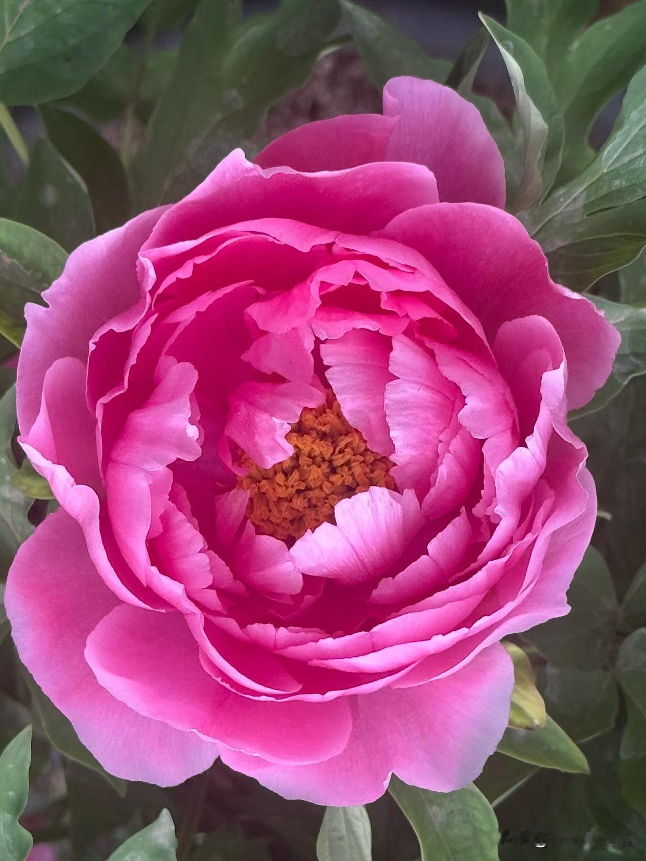 分享几张超美的牡丹花照片！瞧这一朵朵牡丹花，真可谓百花失色，艳丽无双，风姿卓绝。