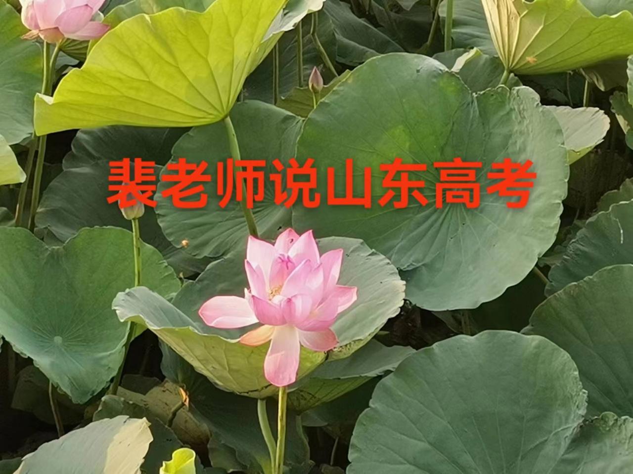 【山东高考】（26/04/23）山东26年统招专升本志愿填报今日进行，共两天时间