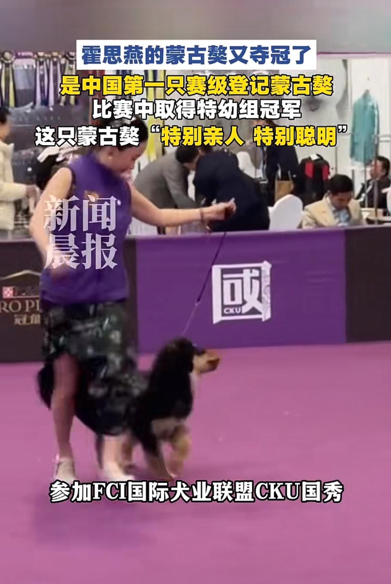 我发现霍思燕的天赋不止在演戏，训狗更是她的绝活。这不，又获奖了。近日，在青岛