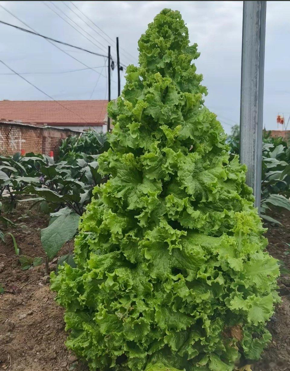“太不可思议了”近日黑龙江一女子在网上晒出了自己家里种的生菜，网友们看到后都惊呆