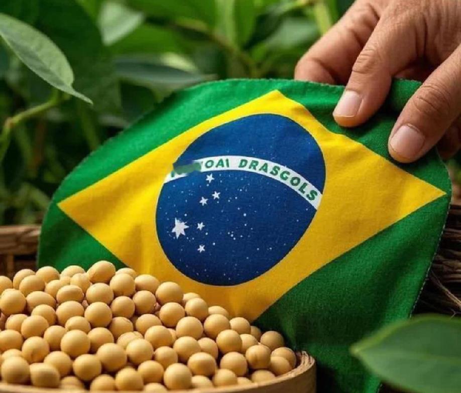 中国履行对美承诺后，转向更便宜的巴西大豆！1月28日，彭彭博社报道:“作为