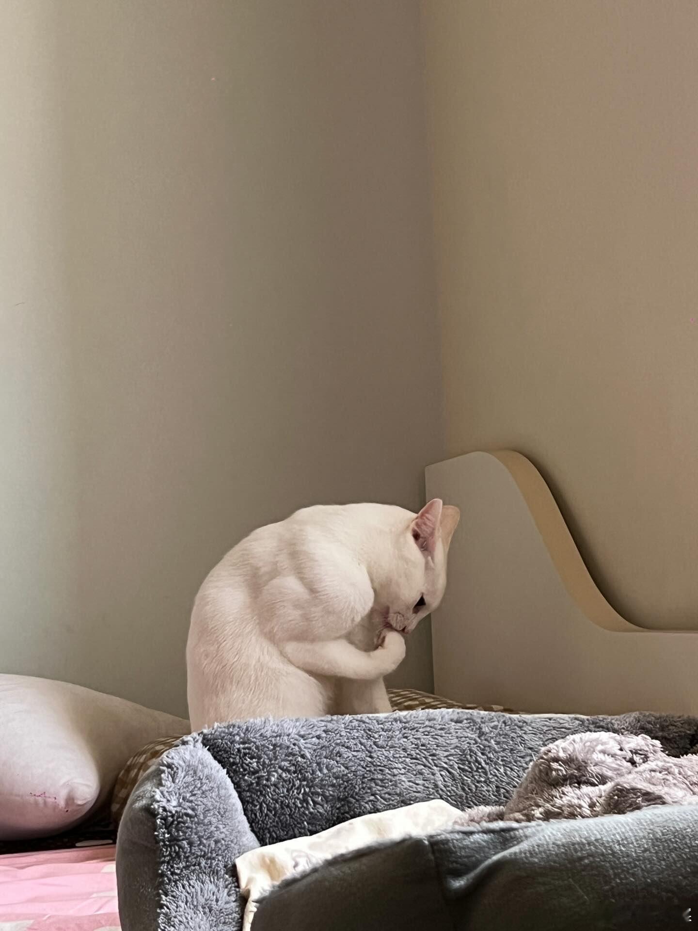 猫咪的二头肌比我的厉害💪​​​