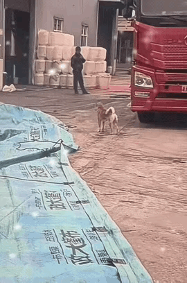 啥也别说了，这狗我必须留着！就算砸锅卖铁，也不可能把它卖掉！