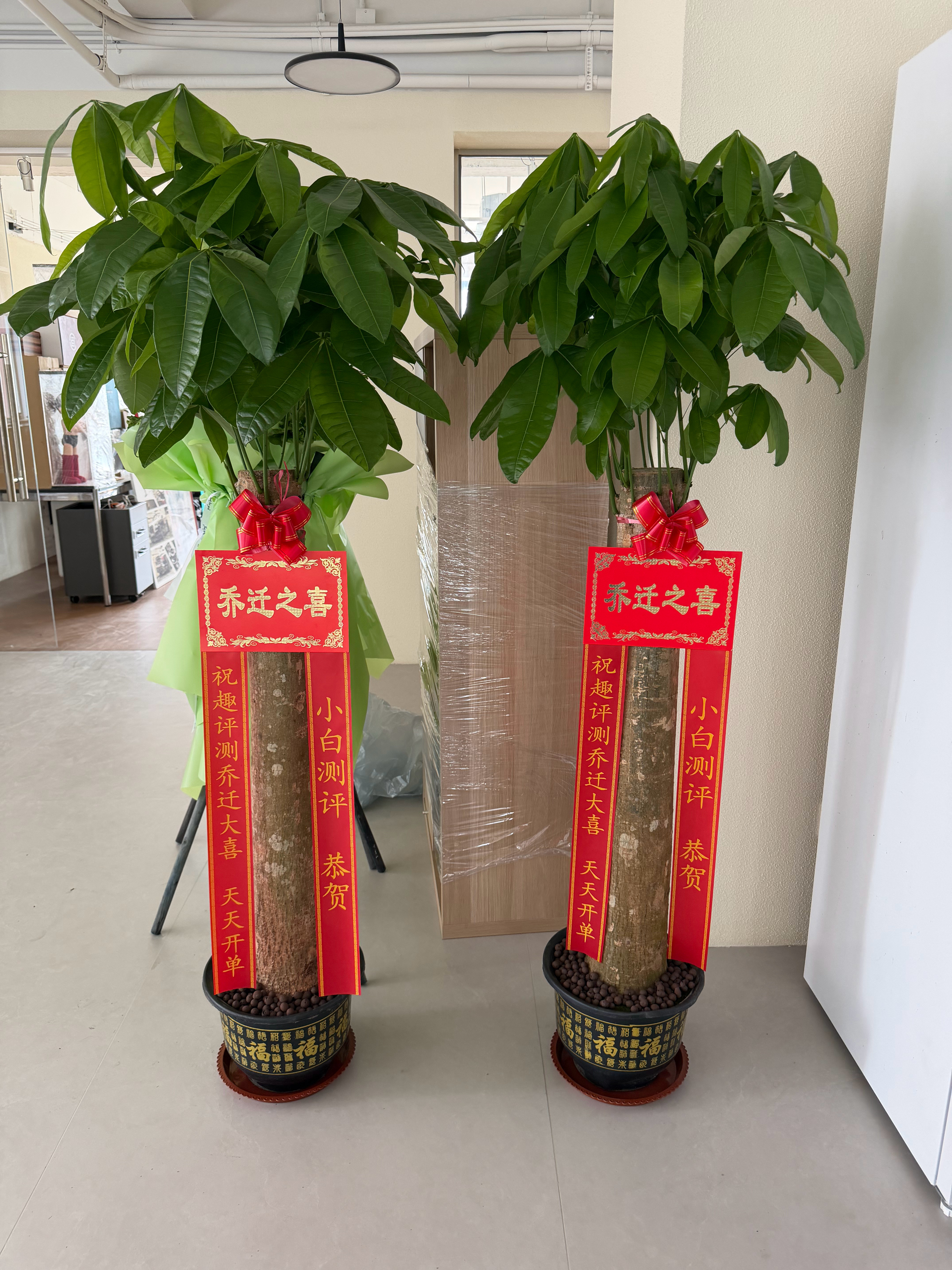 继续报单：来自送趣评测的乔迁之喜，一对发财树盆栽