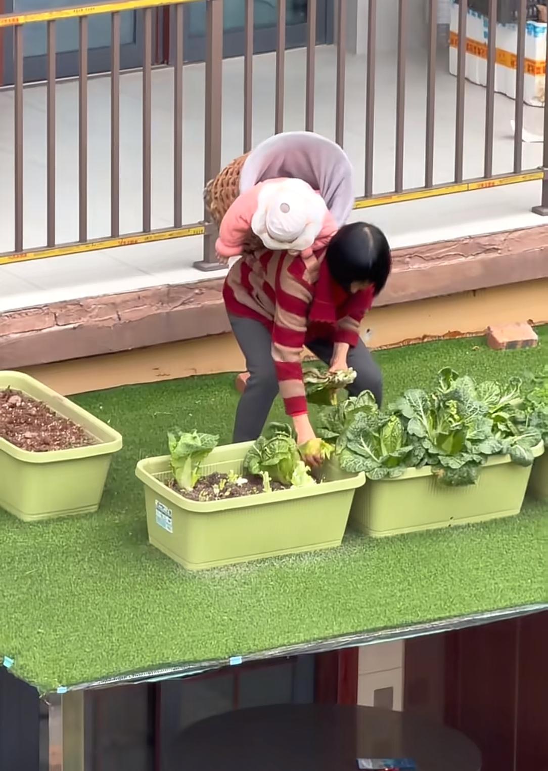 老辈子都这么狠的吗？重庆阿婆背着孩子在3楼简易棚上弯腰摘菜，阿婆弯腰摘菜时，孩