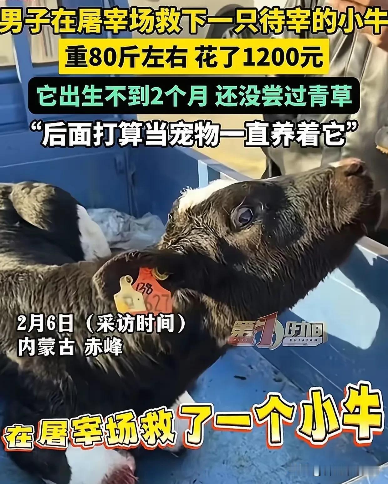内蒙古，男子去屠宰场买肉，无意中看到一头待宰的小牛，看到牛耳朵上的牌子，男子心里