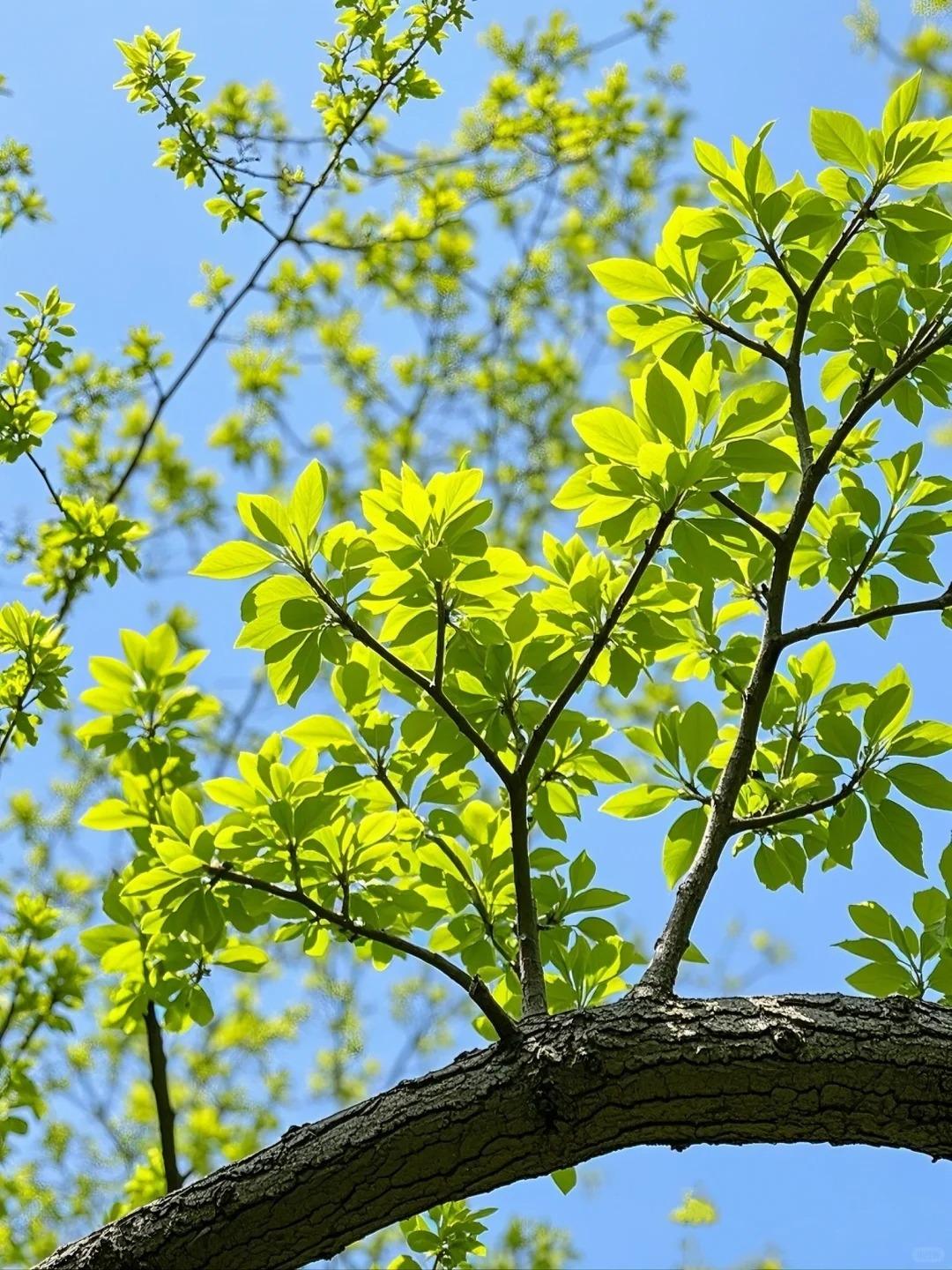 槐香寄旧梦，暖意伴流年！风过檐角，槐香漫溢，那一缕清甜又醇厚的香气，是刻在岁月里