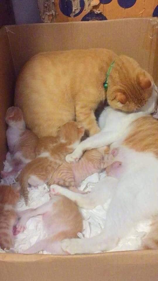 主人家一对大橘生了一窝小橘.