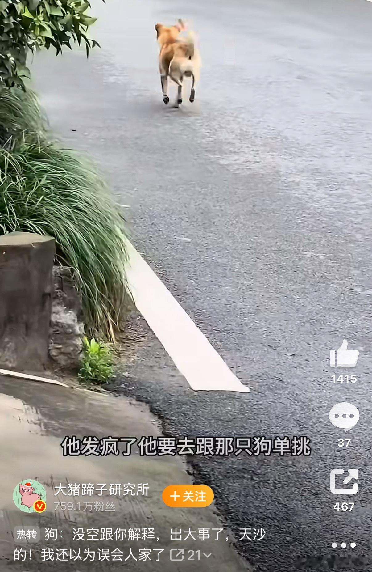 狗出大事了没空跟你解释是可忍狗不可忍，狗子报仇就在当下
