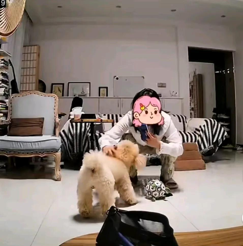 被自己养的狗，狠咬一口，难过不假，但又舍不得送人。女子养了一只泰迪，各种贴心照