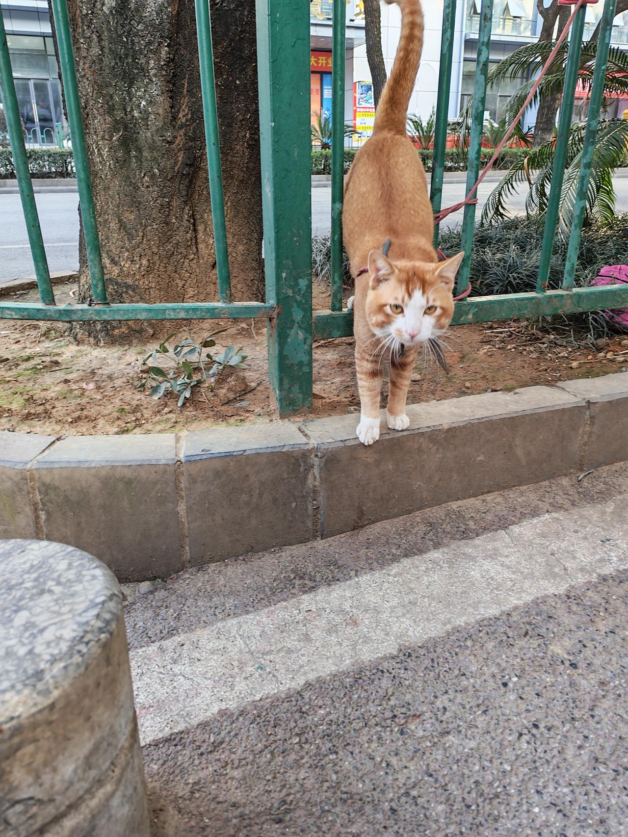今天最开心的小事，就是在路边偶遇这只大橘猫。它像是早有预谋，从绿色的栏杆里慢悠悠