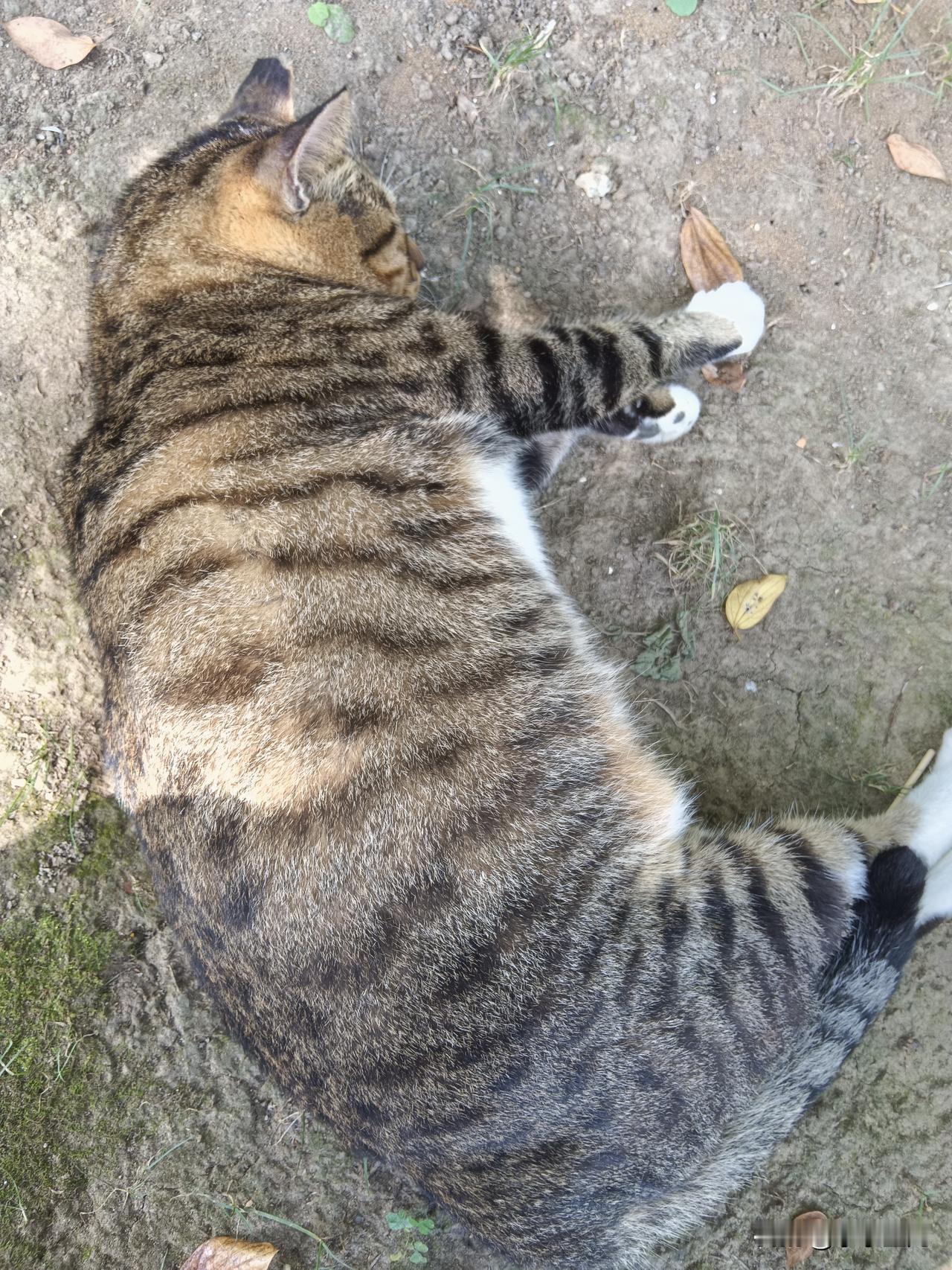 今天来公园玩一进公园入口就看见一只大肥狸花猫在一棵小树下睡觉真的是又大又