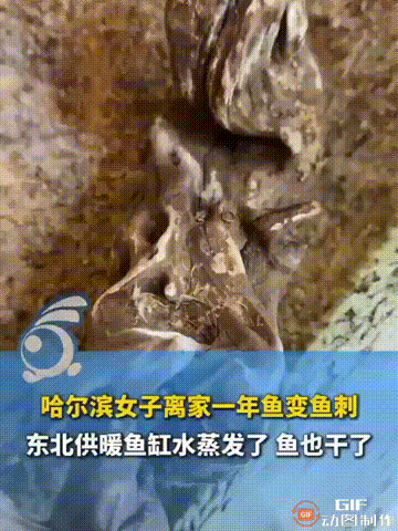 黑龙江哈尔滨一名女子养了几条小鱼，专门放在鱼缸里养着，但由于她是第一次养鱼没有经