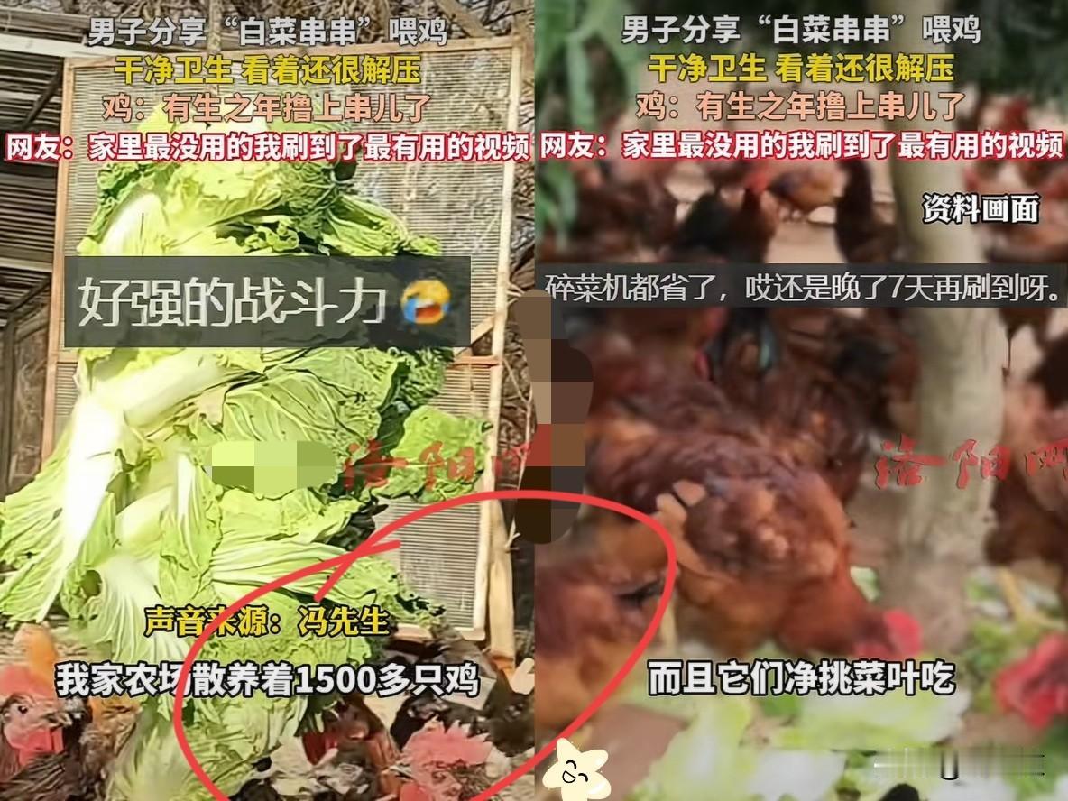 “太有才了！”北京，男子养1500多只鸡吃菜叶，不吃菜帮。突然，他用“白菜串串”