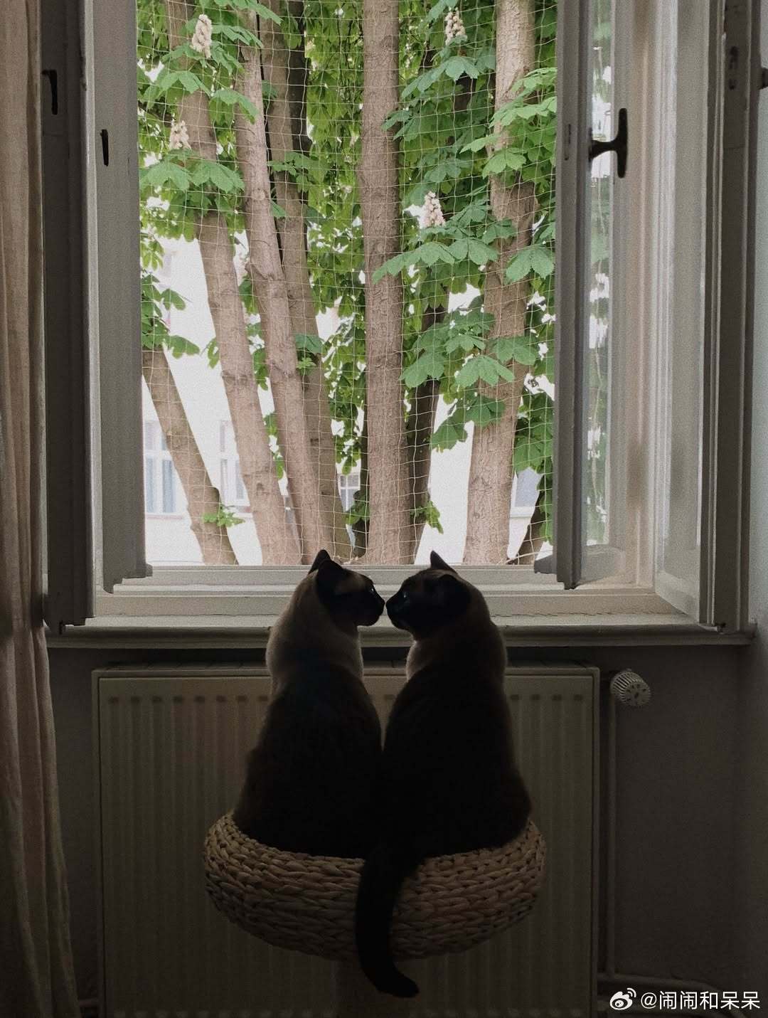 黑脸猫双胞胎cr：ohhedwig​​​
