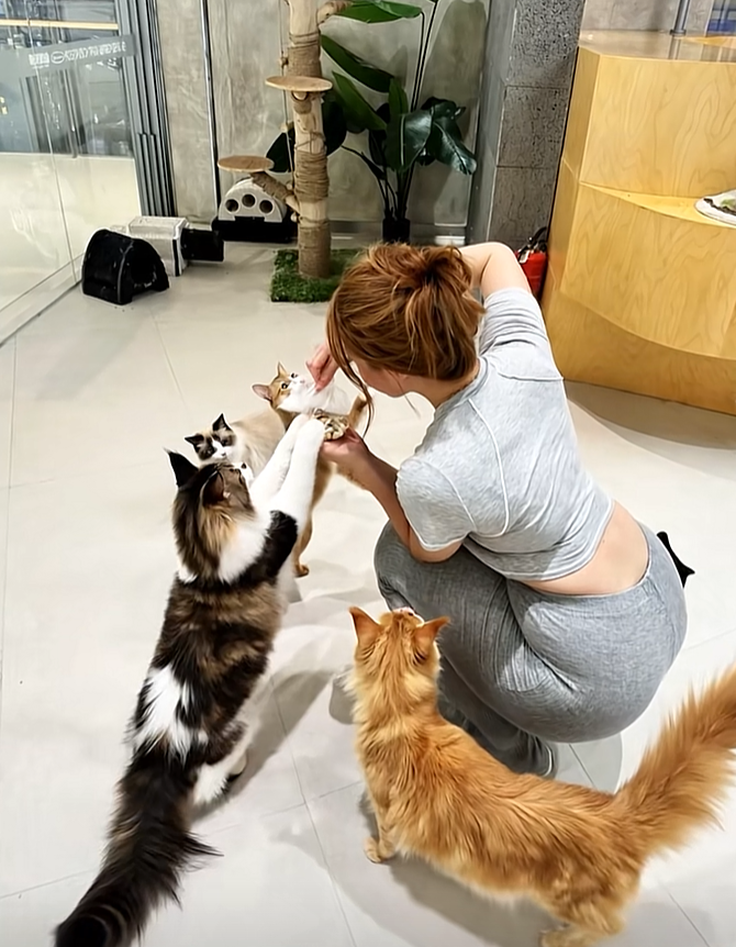 老婆养了好多猫，弄的家里猫毛太多了