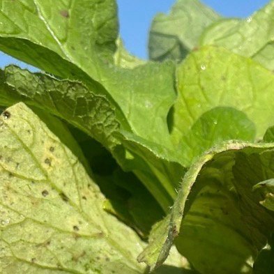 0000种植｜沐珍海水萝卜种植的方法如下：选择种苗：选择新鲜、优质的种子，推