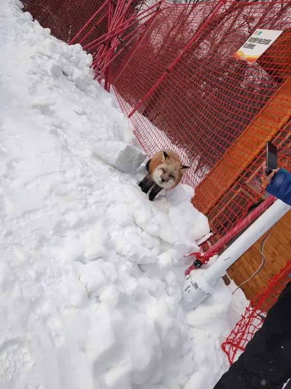 近日，新疆阿勒泰吉克普林滑雪场野生狐狸追咬游客事件引发关注，“滑雪场员工打死野生