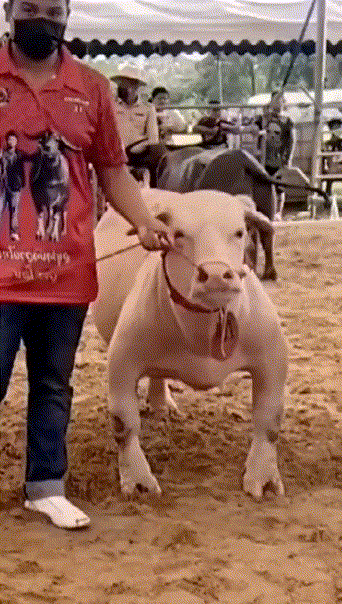 什么品种的牛啊？感觉都没有见过这样的品种。