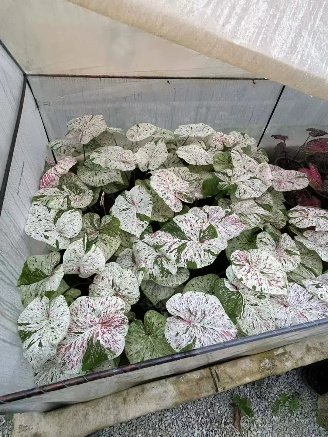 这个规格的大薄荷糖准备开售