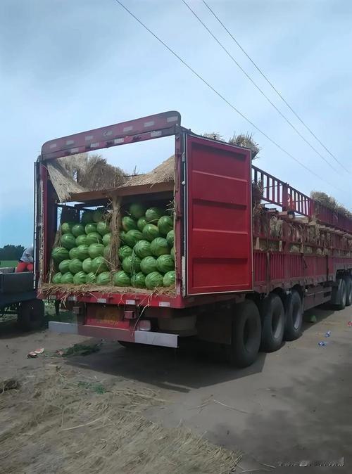 【车轮下的内卷：货车卖水果热潮背后的行业生态隐忧】当满载新疆冰糖心苹果的大
