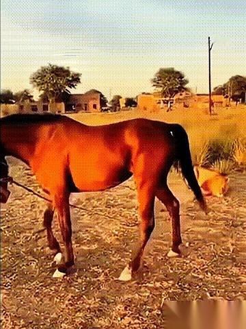 雄狮扑上去那刻，马儿没惊慌，反而猛地一沉，前蹄高高扬起！它不是逃，是酝酿杀招。