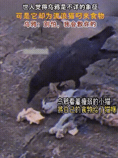谁能想到！救了饿晕流浪猫的，竟然是一只乌鸦看完这一幕，再也不敢说动物没有感情