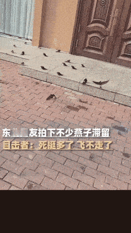 “这下真的解释不清了！”黑龙江五常，天气越来越冷了，女子却发现自家门口聚了一堆燕
