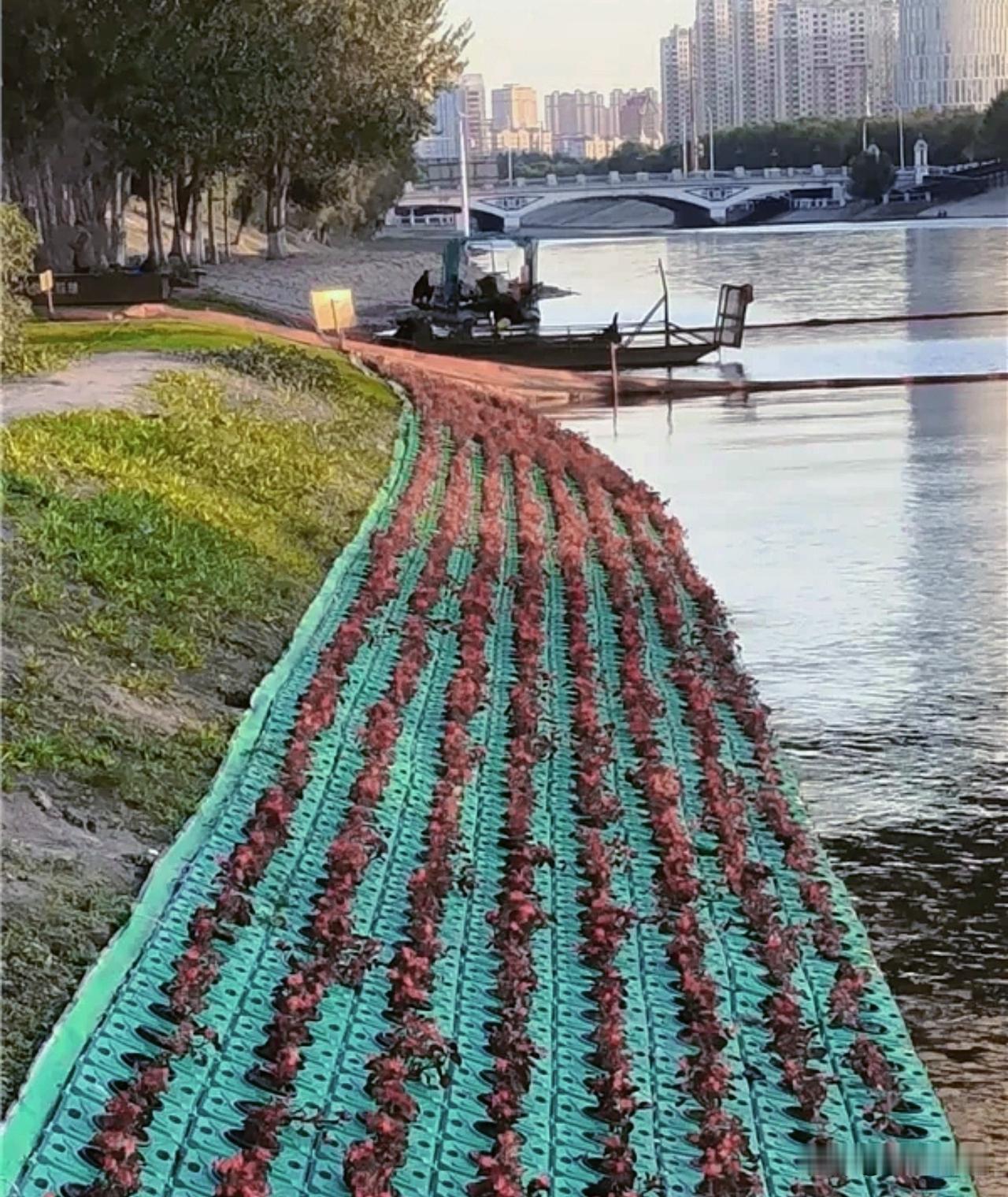 全体哈尔滨市民及游客请注意，咱们哈尔滨又添新景观！何家沟和松花江交汇的水面