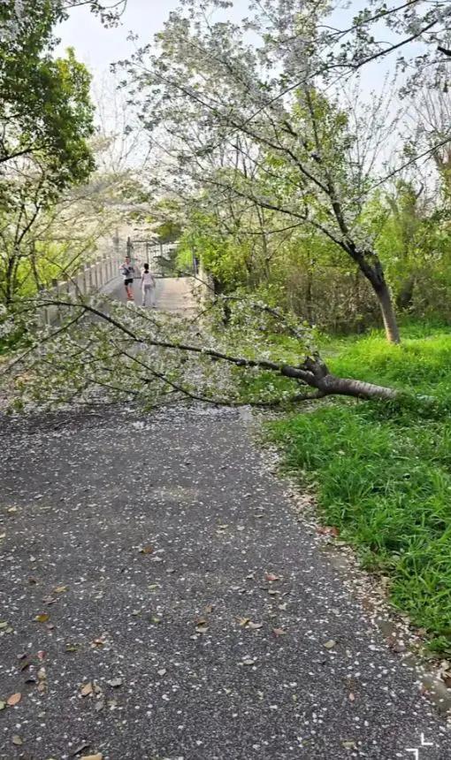 上海，两名女子骑着电动车发现路边的樱花树很好看，女子直接停下车子爬上去拍照，可她