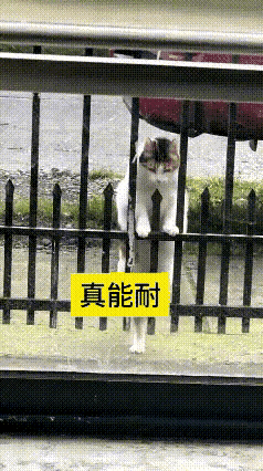 刷到这只小猫真的被逗乐了。小家伙想穿过栏杆，还特意踮起脚先估测高度，动作有模有样