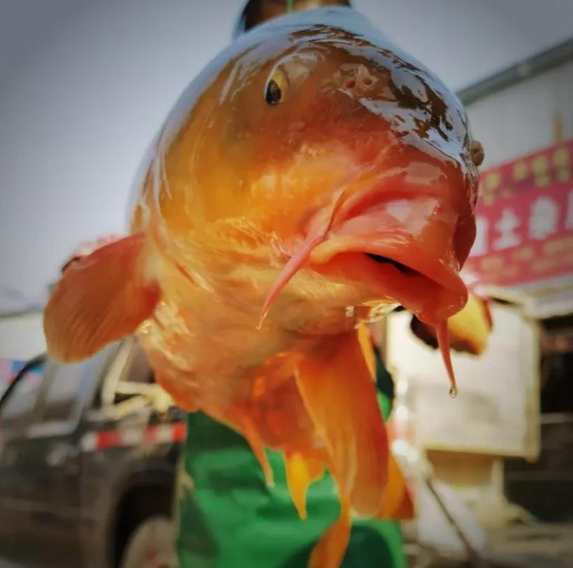 看了315，决定了1，买新鲜的肉，活鱼。2，买新鲜的蔬菜，还有南瓜，山药这种