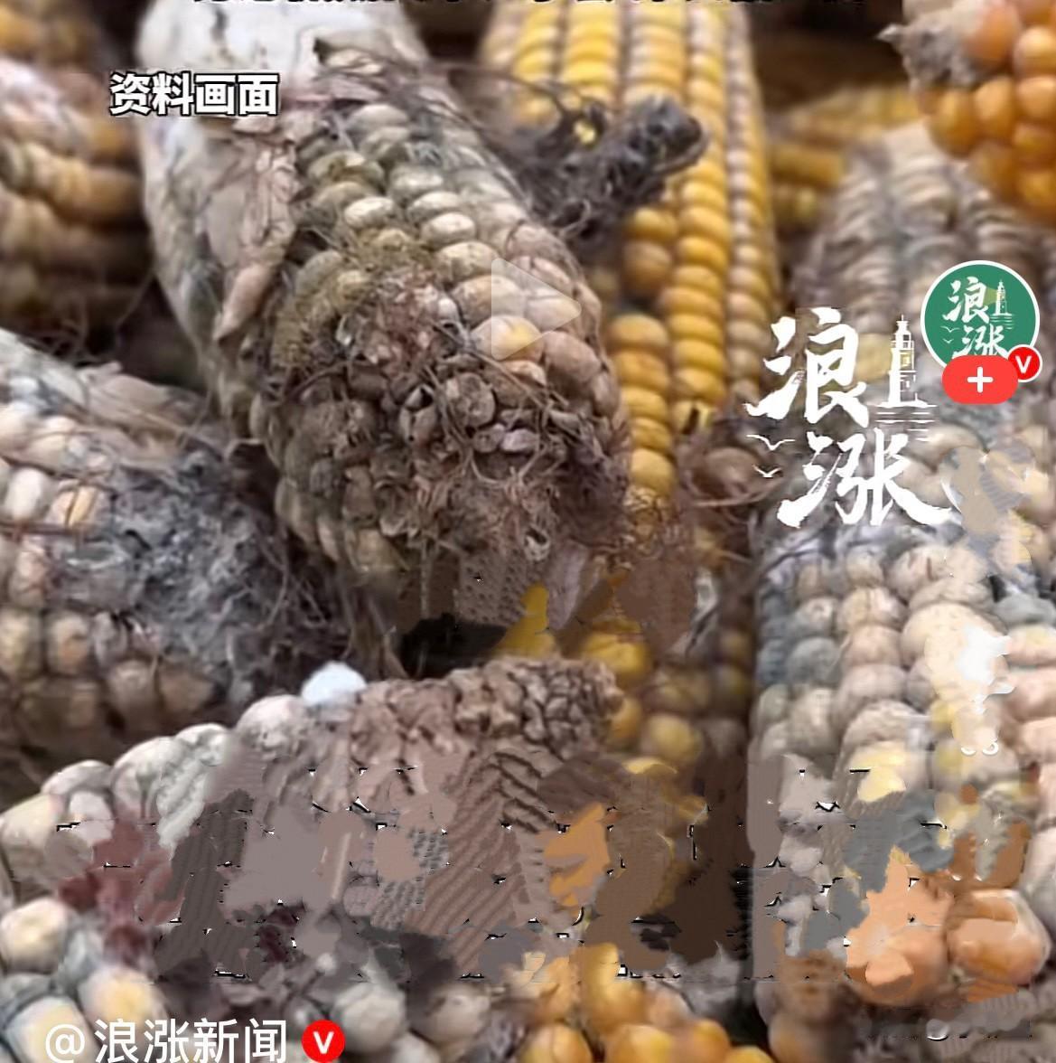 近日,正是收玉米的季节,河南商丘一户人家忙着收玉米,家中38岁女子头疼、发烧、咳