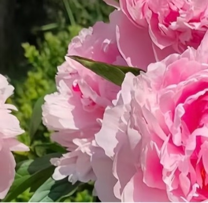 芍药花的种植方法一、土壤选择：选择疏松的微酸性土壤，因为这种植物在碱性条件下生长