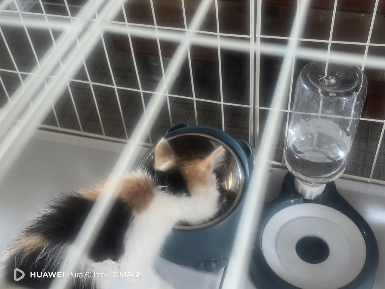 这只小猫是我从马路中间捡回来的，当时穿梭于马路中间，我担心伤害到，就捡了回来。