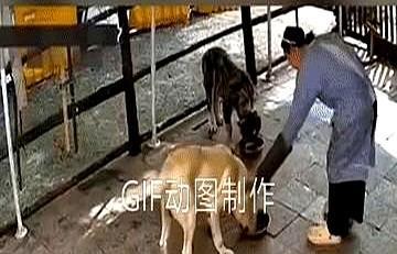 女子喂狗摸了摸灰狗，又摸了一下斑点狗，灰狗竟然生气发怒了，咬向了女子外头那只黑
