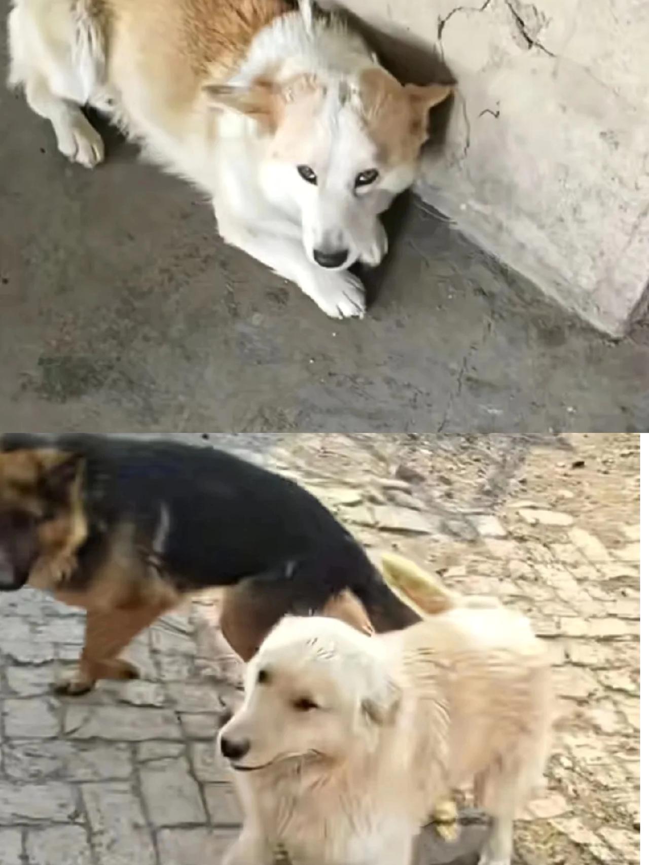 7只狗狗最新后续来了。边牧、金毛、柯基，这三只是同一家的。狗主人发文称：悬着的