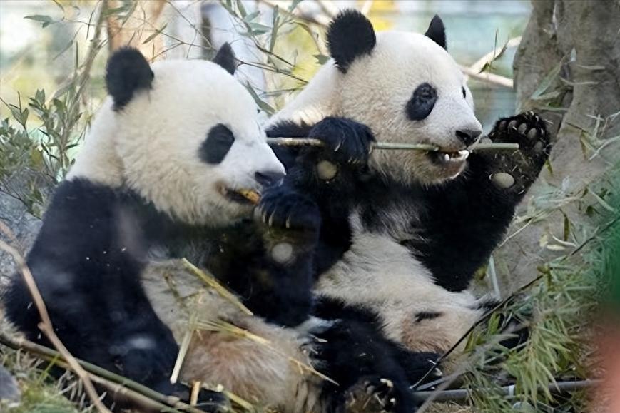 最后两只熊猫打包回国，高市早苗一句狂言，换300亿日元天价账单上野动物园中