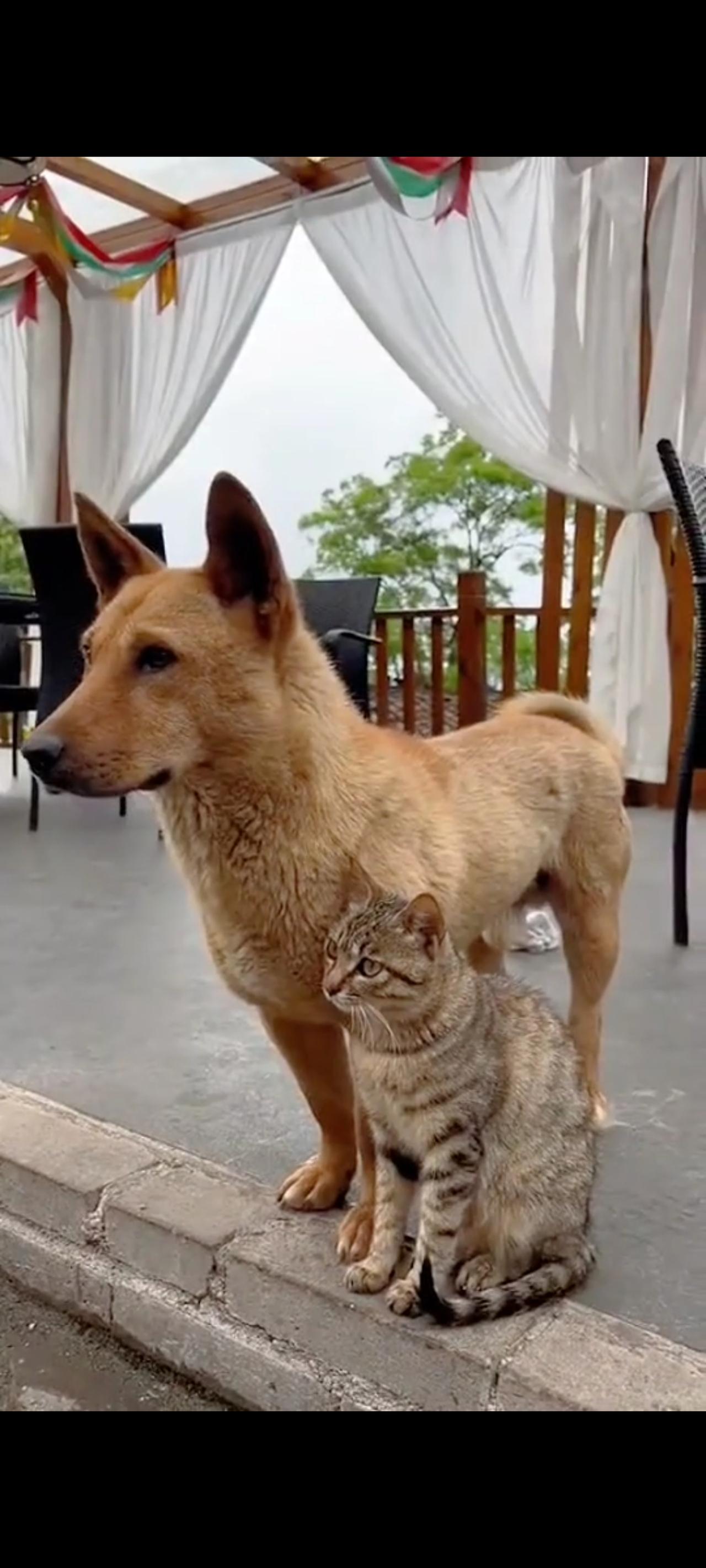 从小跟随大黄一起长大的流浪猫有多么的依赖面前的大黄狗，不论她走到哪里，这只狸花猫