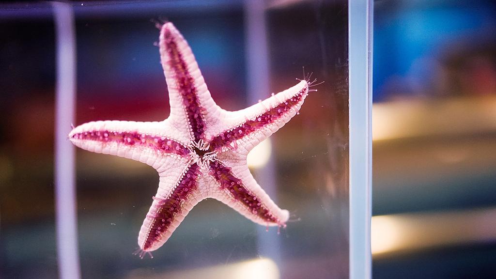 海星的再生能力:断臂重生现象