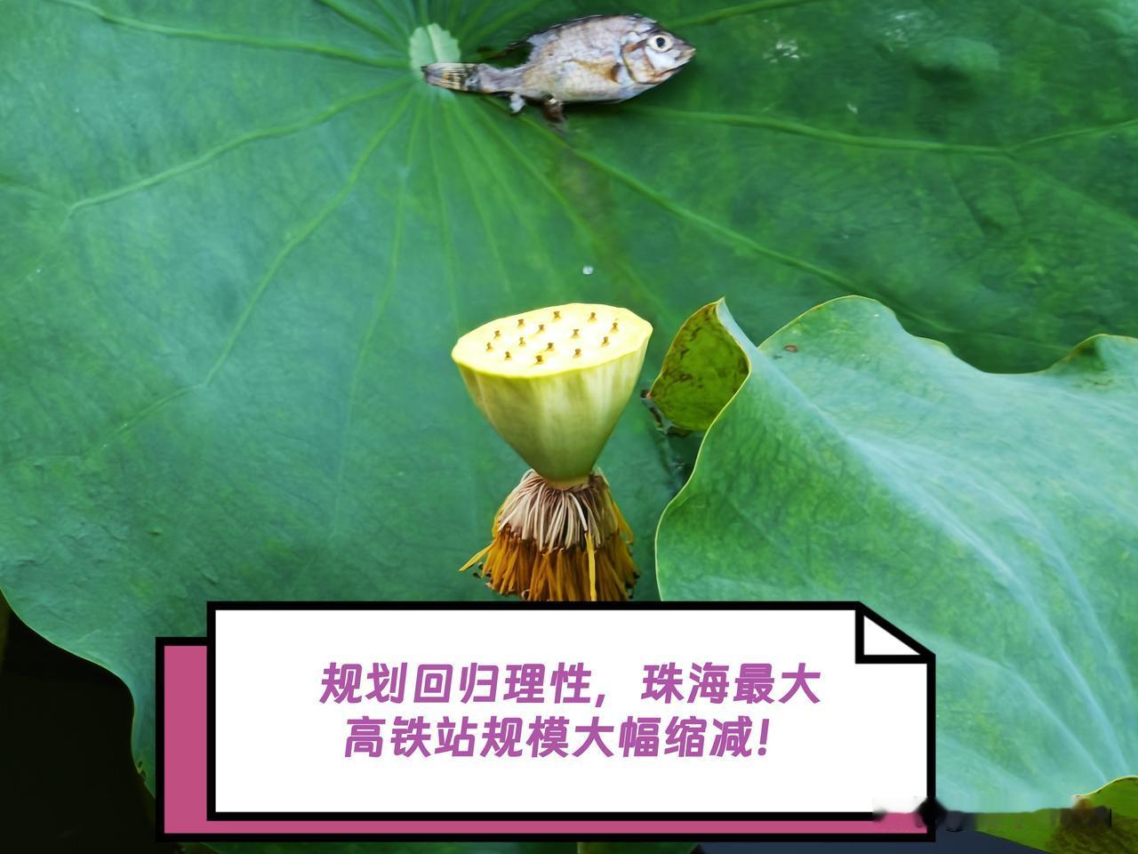 人口规模或许是珠海面临最为棘手的问题和痛点。近期，大湾区一则备受关注的消息是，珠